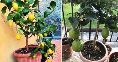 20 Masterful Tips for Growing Lemon Tree in a Pot - balconygardenweb.com