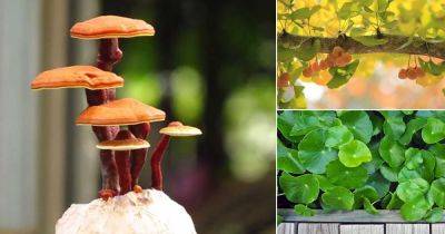 17 Proven Plants That Improve Memory & Concentration - balconygardenweb.com - China