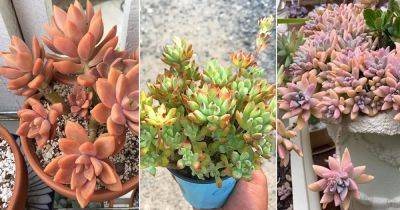 8 Best Graptosedum Varieties | Types of Graptosedum Succulents - balconygardenweb.com - Mexico