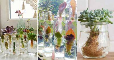 Propagating Succulents in Water | How to Grow Succulents in Water - balconygardenweb.com