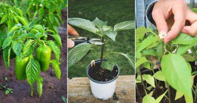How to Top Pepper Plants for Bigger Harvest - balconygardenweb.com - Thailand