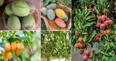 55 Different Types of Mangoes | Best Mango Varieties in the World - balconygardenweb.com - Usa - India - Mexico - Brazil - Peru