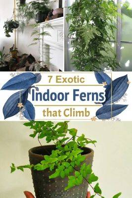 7 Exotic Indoor Ferns that Climb - balconygardenweb.com