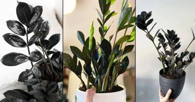 Raven Zz Plant Care Tips and How to Keep it Jet Black - balconygardenweb.com