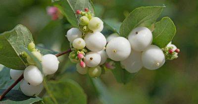 How to Grow and Care for Snowberry Bush - gardenerspath.com