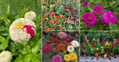 23 Best Types of Zinnia Varieties - balconygardenweb.com - Mexico - state California