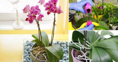 Orchid Flowering Secrets | How to Successfully Bloom Orchids - balconygardenweb.com