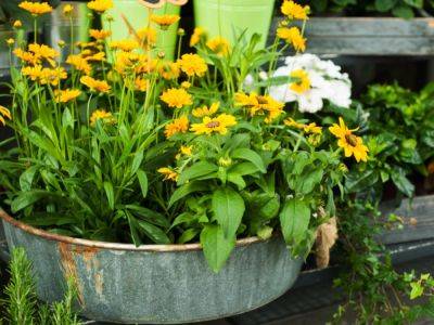 12 Best Native Plants For Pots – Grow Natives In Small Spaces - gardeningknowhow.com