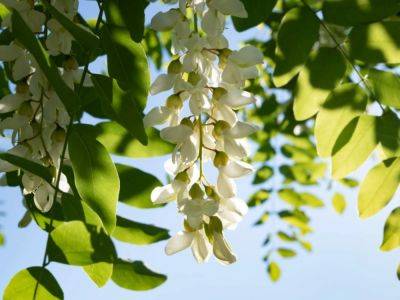 Neonative Plants: Why Native Plants Migrate To New Regions - gardeningknowhow.com - Usa