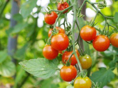 Tips For Training And Pruning Cherry Tomatoes - gardeningknowhow.com