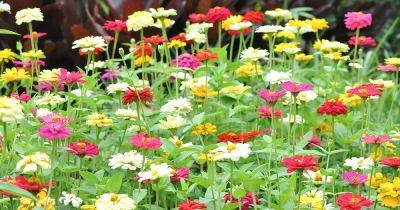15 of the Best Zinnia Varieties - gardenerspath.com - Usa