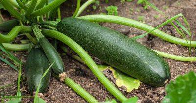 How to Protect Zucchini Plants from Pests - gardenerspath.com