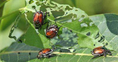 Battling Japanese Beetles: Tips for Banning Them from the Garden - gardenerspath.com - Usa - Japan - state New Jersey