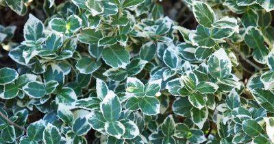 11 Types of Euonymus: Choosing the Best Plants for Your Garden - gardenerspath.com - Usa