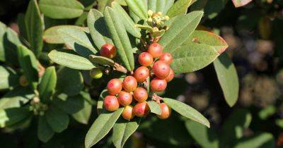 How to Grow California Coffeeberry - gardenerspath.com - state California