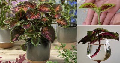 How to Grow Coleus from Cuttings | Propagating Coleus from Cuttings - balconygardenweb.com