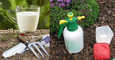 8 Milk Uses in the Garden Proven by Science - balconygardenweb.com - state Michigan