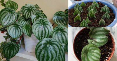 How to Grow Watermelon Peperomia from Leaves - balconygardenweb.com