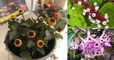 9 Wonderful Flowers That Look Like Eyes - balconygardenweb.com - Australia
