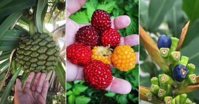 Names of 36 Fruits That Start With H - balconygardenweb.com