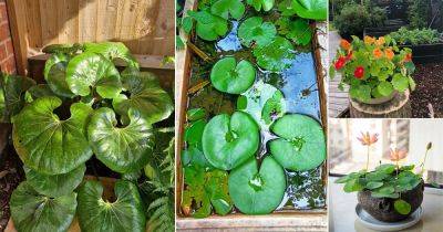 15 Plants that Look Like Lily Pads - balconygardenweb.com - China