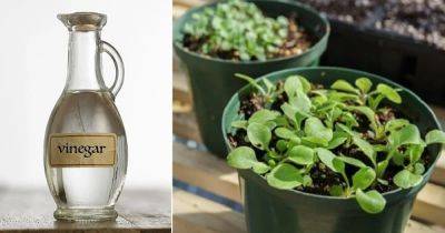 How Vinegar Improves Seed Germination (Proven by Science) - balconygardenweb.com - Philippines