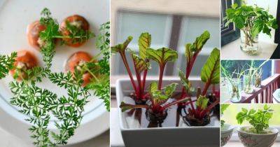 17 Best Herbs and Vegetables You Can Grow Indoors in Water - balconygardenweb.com - China