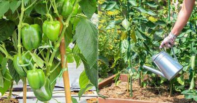 9 PRO Tips to Grow Tastiest Bell Peppers Ever - balconygardenweb.com
