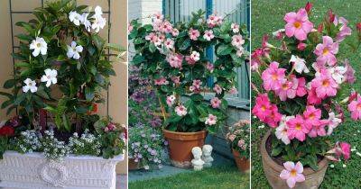 14 Stunning Dipladenia Varieties | Dipladenia vs Mandevilla - balconygardenweb.com - Japan