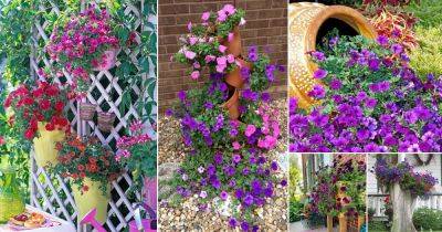 18 Amazing Things to Do with Petunias - balconygardenweb.com