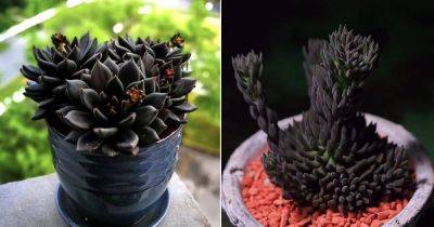 9 Best Black Succulents that are Incredibly Beautiful | - balconygardenweb.com