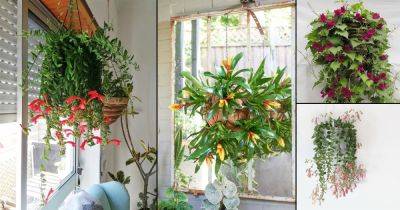 13 Amazing Indoor Flowering Plants for Hanging Baskets - balconygardenweb.com