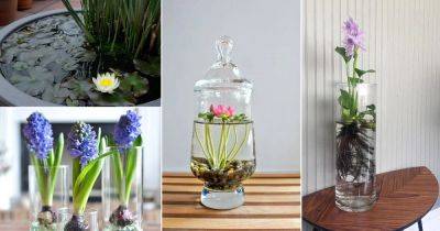 10 Water Flowers that Grow in Containers and Vases - balconygardenweb.com
