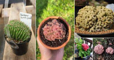 20 Weird Plants that Look Like Brain - balconygardenweb.com