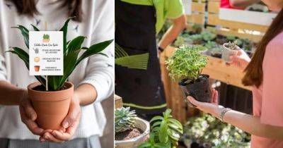 12 Important Houseplant Buying Tips | Beginner's Plant Buying Guide - balconygardenweb.com