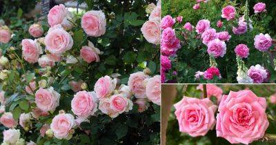 How Long Do Roses Last? Find Out! - balconygardenweb.com