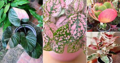 11 Beautiful Plants with Pink and Green Leaves - balconygardenweb.com - China