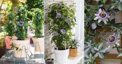 Passiflora Caerulea Care | Blue Passionflower Growing Information - balconygardenweb.com