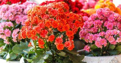 How to Grow and Care for Kalanchoe - gardenerspath.com