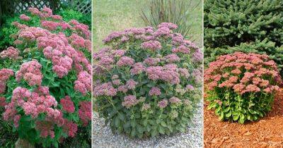 Autumn Joy Sedum Care and Growing Information - balconygardenweb.com