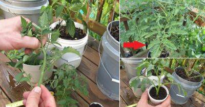 Don't Throw! Propagate Tomato Suckers & Make More Tomato Plants - balconygardenweb.com