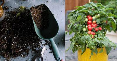 Best Potting Soil for Tomatoes | Best Soil Mix For Potted Tomatoes - balconygardenweb.com