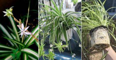 How to Force Spider Plants to Flower to Have More Spider Plants - balconygardenweb.com