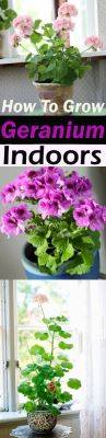 How to Grow Geranium Indoors Year Round - balconygardenweb.com