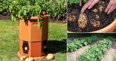 18 Ways to Grow Potatoes | Potato Planting Ideas - balconygardenweb.com