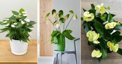 12 Best White Anthurium Varieties - balconygardenweb.com - Greece