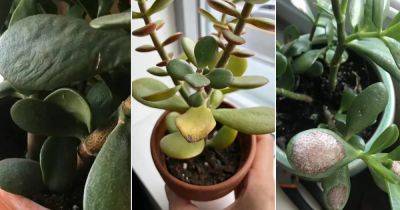 How to Save a Dying Jade Plant | 10 Crassula Ovata Problems & Solutions - balconygardenweb.com