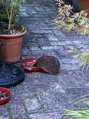 Cottage garden hedgehog - londoncottagegarden.com