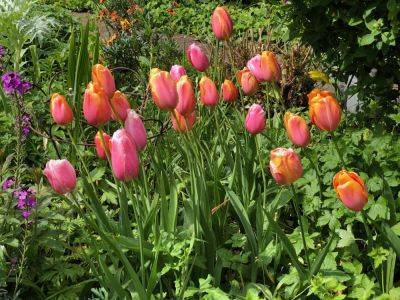 Cottage Garden lessons learned - londoncottagegarden.com