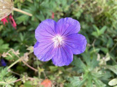 Wonderful hardy geraniums from Cranesbill Nursery - londoncottagegarden.com